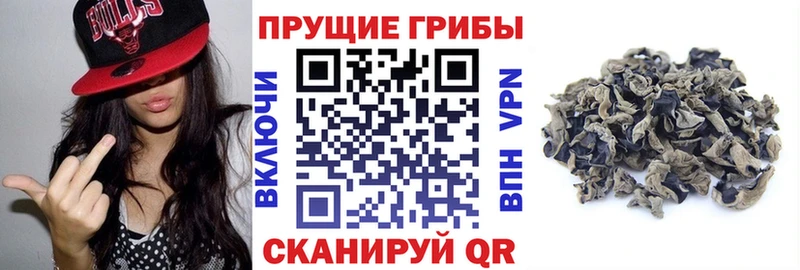 mega как войти  магазин продажи наркотиков  Хвалынск  Галлюциногенные грибы Psilocybe 